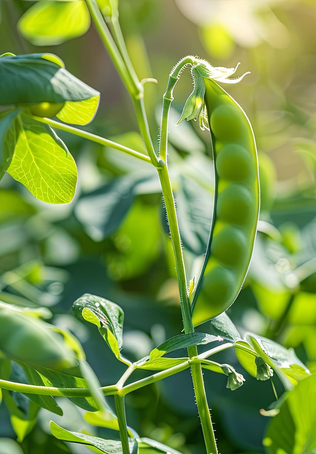 Forrageiras background